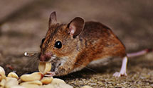 24 Hour & Emergency Exterminators in Rolling Fork, MS